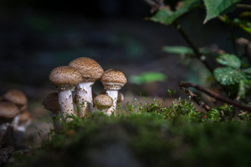 Pilz im Wald