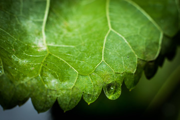 Water droplet on green leaf.