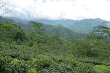 Obraz premium Indian tea plantation in the Darjeeling