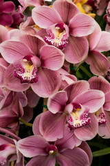 Pink and white tropical cymbidium orchid flower blossoms - obrazy, fototapety, plakaty