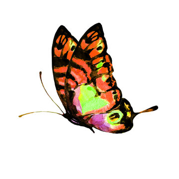 beautiful orange  butterfly,watercolor,isolated on a white