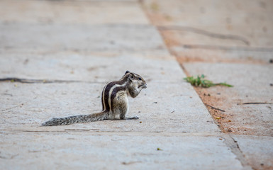An indian squirrel eating on the ground in India. The squorrel is looking to the right.