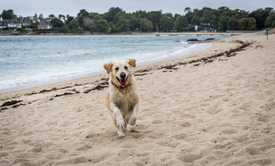 Wet white dog running towards the camera on a beach on an overcast day. It looks like the dog is smiling