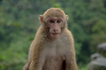 one monkey is sitting near the road in gloomy weather