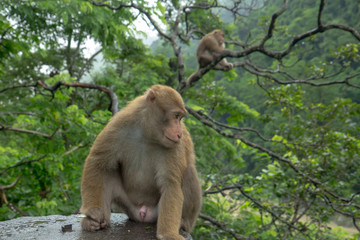 family of monkeys are sitting near the road in gloomy weather