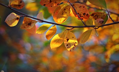 Yellow leaf