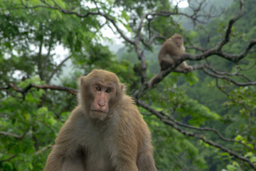 Naklejka na ściany i meble family of monkeys are sitting near the road in gloomy weather