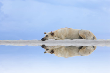 Old black dog relax on the beach with water reflection (lazy concept)
