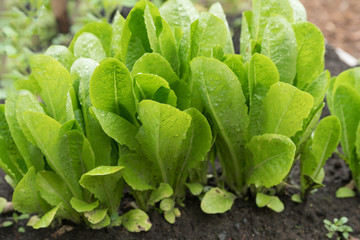 Lettuce growing in garden
