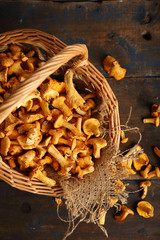 Harvest of fresh mushrooms