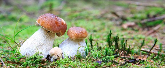 Porcini mushroom in the autumn forest.