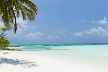 Fototapeta na wymiar Coconut palm tree on Maldives island