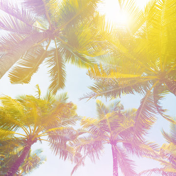 Tops of coconut palms with sun light and sky