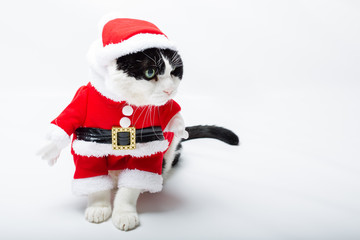 Black and white cat in Christmas dress and Santa Claus hat on studio white background and copy space, looking left for greeting card.