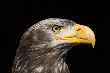 Bald Eagle (Haliaeetus leucocephalus) Portrait also known as American Eagle