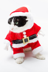 Black and white cat in Christmas dress and Santa hat standing on studio white background,looking left. Christmas holiday concept in vertical.
