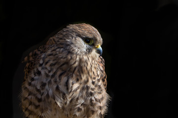European Kestrel (falco tinnunculus) Portrait with black background