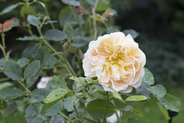 English rose