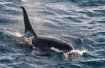 Obraz premium Orca, Russian Far East