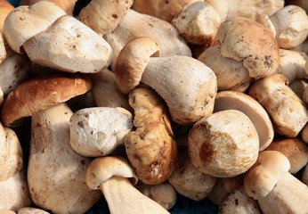 edible tasty fungus cepe