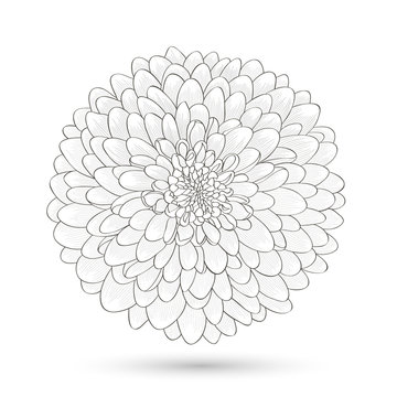 Hand-drawn flower chrysanthemum. Element for design. Abstract floral background.