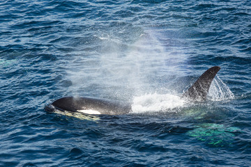 Fototapeta premium Orca, Russian Far East