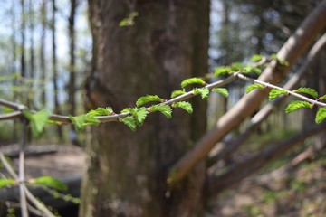 メタセコイアの若葉