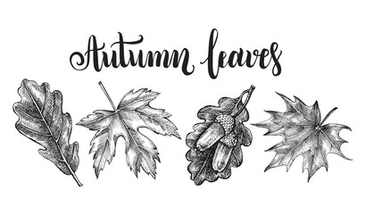 Ink hand drawn set of maple and oak leaves. Botanical elements collection for design with brush calligraphy style lettering. Vector illustration.
