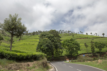 Indian tea plantation in the Darjiling