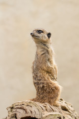 Naklejka na ściany i meble Beautiful Meerkat (suricate suricatta) Portrait with clean background