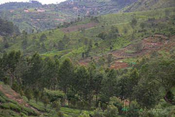 Obraz premium Indian tea plantation in the Nilgiri