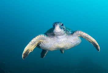 Sea turtle, Isla Santa Cruz, Galapagos Islands, Ecuador.