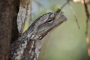 Tawny Frogmouth