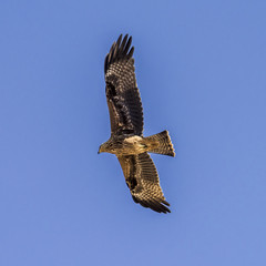 A large bird of prey in flight
