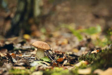 Mushroom podberezovik in the clearing in the autumn forest.
