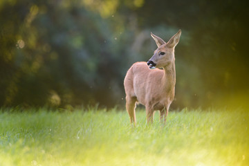Eine Ricke mit Kitz auf einer Wiese im Spätsommer
