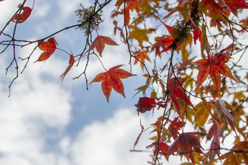 Autumn or Fall Red Leaves with space for text