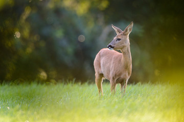 Eine Ricke mit Kitz auf einer Wiese im Spätsommer © sebgsh
