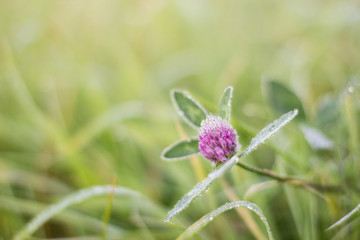 dew on clover