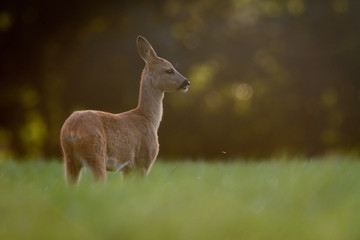 Eine Ricke mit Kitz auf einer Wiese im Spätsommer
