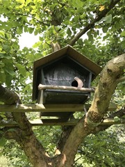 Vogelhaus in Baumkrone