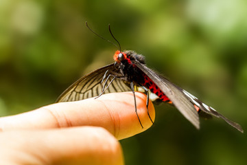 butterfly on hand