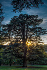 Il pinone, sunset tree italy