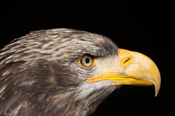 Obraz premium Bald Eagle (Haliaeetus leucocephalus) Portrait also known as American Eagle