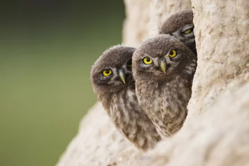 Poster Little owl. Three owls looking out of their burrow. Athene noctua © Tatiana