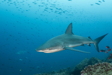 Fototapeta na wymiar Galapagos shark, Galapagos Islands, Ecuador