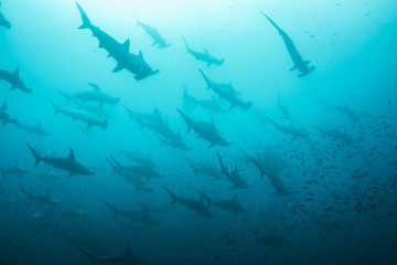 Scalloped hammerhead sharks, Darwin Island, Galapagos Islands, Ecuador. - obrazy, fototapety, plakaty