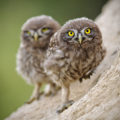 Little owl Athene noctua. Two chicks owls
