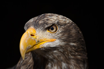 Bald Eagle (Haliaeetus leucocephalus) Portrait also known as American Eagle
