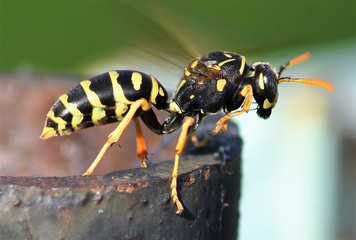 WOODWASP